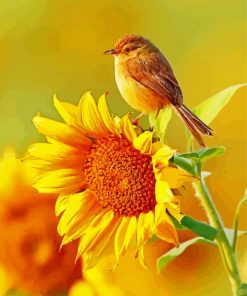 Bird And Sunflower Paint by numbers