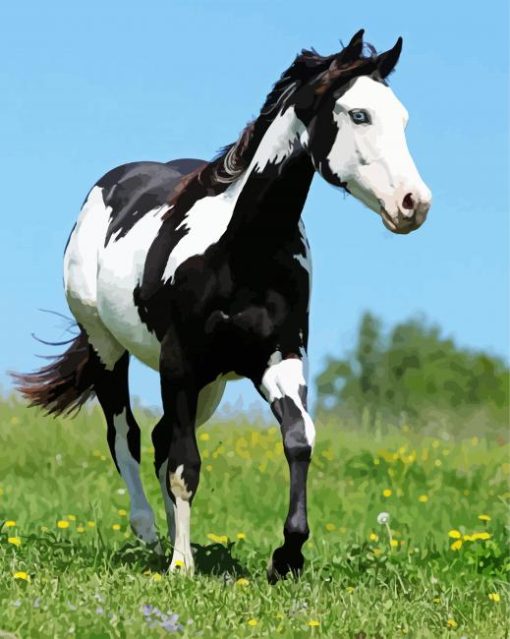 Black And White American Paint Horse paint by numbers