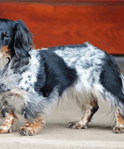 Black And White Long Haired Dachshund Paint by numbers