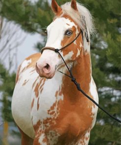Blonde Paint Horse paint by numbers