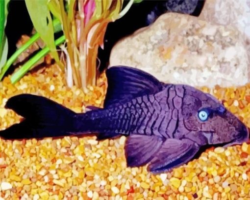 Blue Eyed Pleco Fish paint by numbers