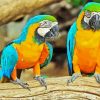 Blue And Gold Macsaw Parrots paint by numbers