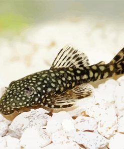 Bristlenose Pleco Fish paint by numbers