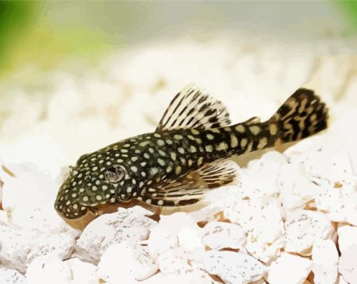 Bristlenose Pleco Fish paint by numbers