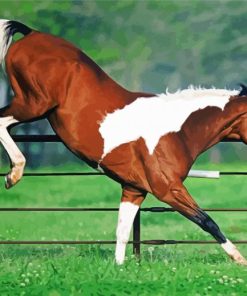 Bucking Horse paint by numbers