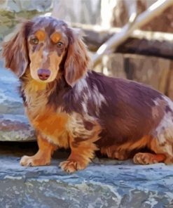 Dachshund Long Haired Puppy Paint by numbers
