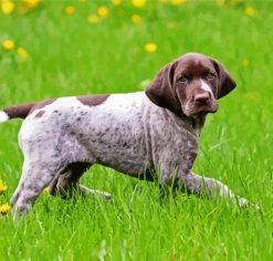 German Shorthaired Pointer Puppy paint by numbers