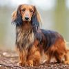Long haired Dachshund standing paint by number