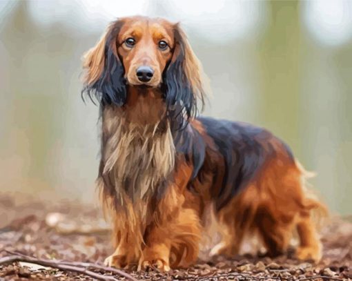 Long haired Dachshund standing paint by number