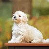 Maltipoo dog paint by numbers