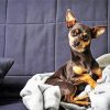 Miniature Pinscher Puppy paint by numbers