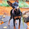 Miniature Pinscher Dog paint by numbers