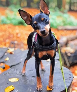 Miniature Pinscher Dog paint by numbers