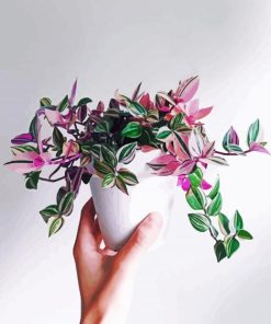 Pink Indoor Plants paint by numbers