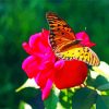 Rose And Butterfly Art paint by numbers