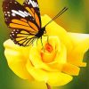Yellow Rose And Butterfly paint by numbers