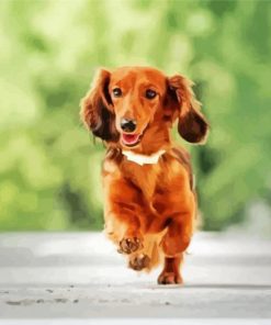 Running Long Haired Dachshund Paint by numbers