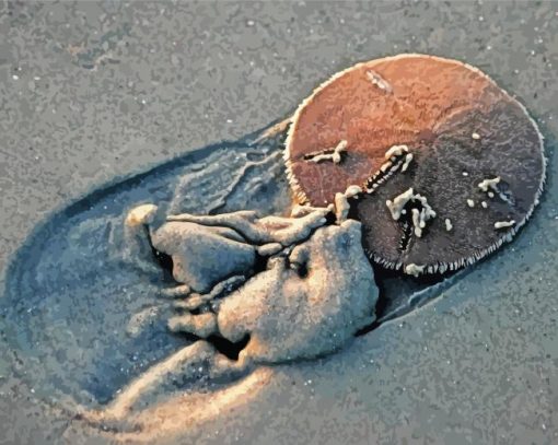 Sand dollar at the beach paint by numbers