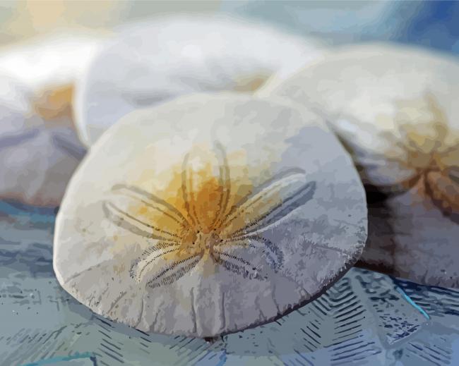 Sand dollars paint by numbers