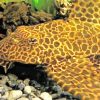 Sunshine Pleco Fish paint by numbers