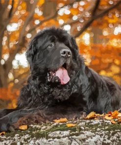 The Newfoundland Dog paint by numbers