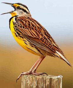 The Meadowlark Bird paint by numbers