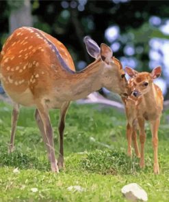 Two White Tailed Deer paint by numbers