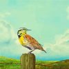Western Meadowlark Art paint by numbers