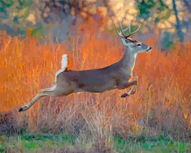 whitetail deer running