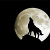 Wolf Moon Art paint by numbers