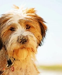 Adorable Tibetan Terrier Puppy paint by numbers