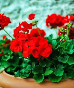 Aesthetic Geraniums Flowers Paint by numbers