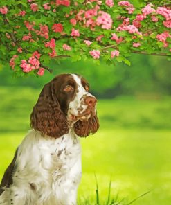 Aesthetic Springer Spaniel paint by numbers