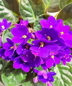 african Violets paint by number