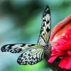 Attracting Butterfly On A Flower paint by numbers