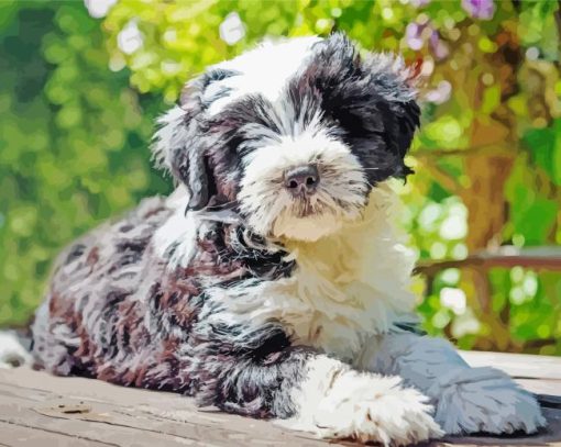 Black And White Tibetan Terrie Animal paint by numbers