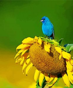 Blue Bird And Sunflower Paint by numbers