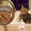 Cat And Mirror paint by numbers