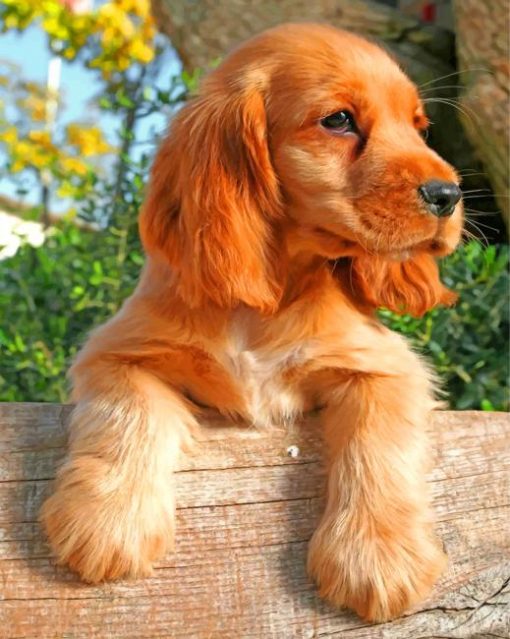 Cocker Spaniel paint by numbers