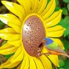 Colorful Bird On Sunflower paint by numbers