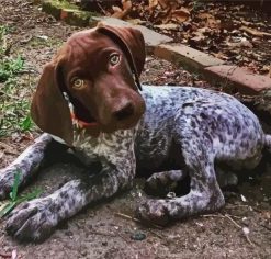 Cute German Shorthaired Pointer paint by numbers