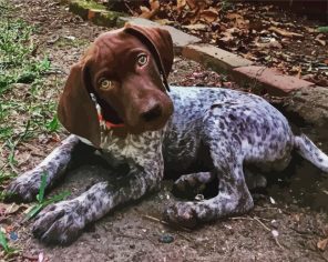 Cute German Shorthaired Pointer paint by numbers