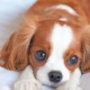 Cute King Charles Spaniel Puppy paint by numbers