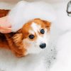 Cute Little Dog Bathing paint by numbers