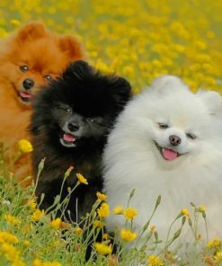 Cute Pomeranian Dogs paint by numbers