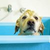 Dog Bathing paint by numbers