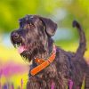 giant schnauzer dog animal paint by numbers