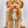 Goldendoodle Dog paint by numbers