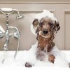 Small Dog Bathing paint by numbers