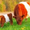 little Belted galloway and his mom paint by number